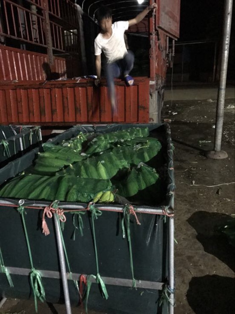 糯玉米质量保证