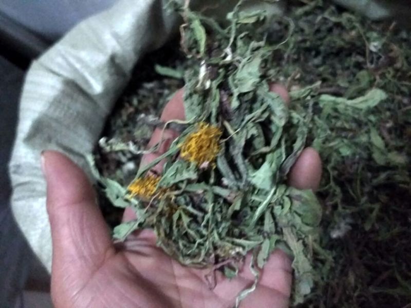 药用蒲公英野生全草全干野生蒲公英货源充足品质保证