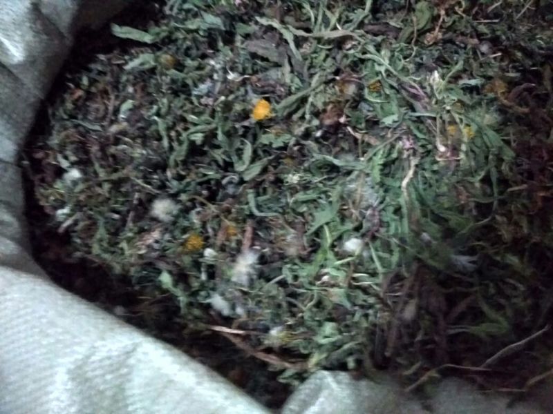 药用蒲公英野生全草全干野生蒲公英货源充足品质保证