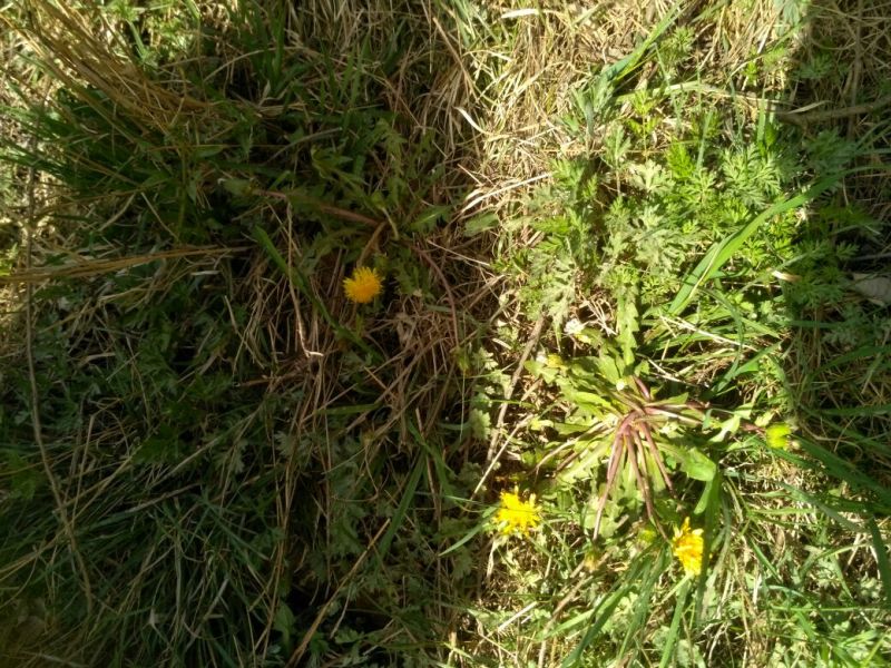 药用蒲公英野生全草全干野生蒲公英货源充足品质保证