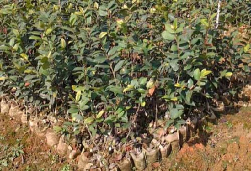 大量供应油茶苗一年生，二年生嫁接裸根苗