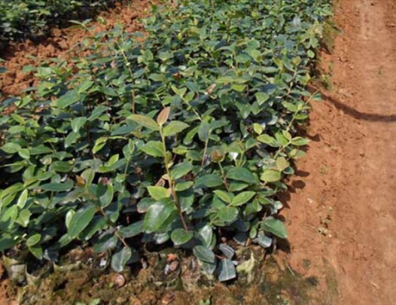 大量供应油茶苗一年生，二年生嫁接裸根苗