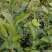 大量供应油茶苗一年生，二年生嫁接裸根苗