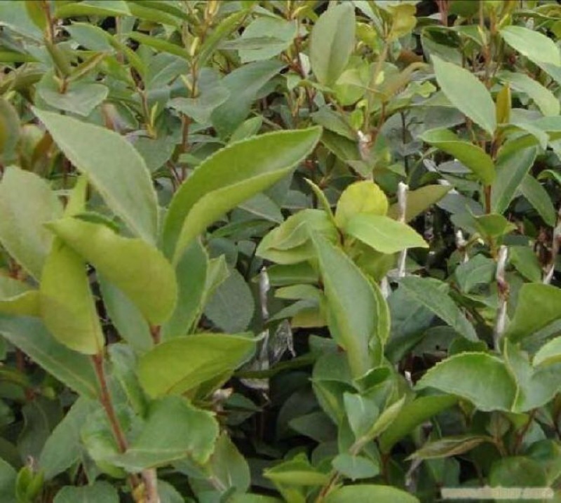 大量供应油茶苗一年生，二年生嫁接裸根苗