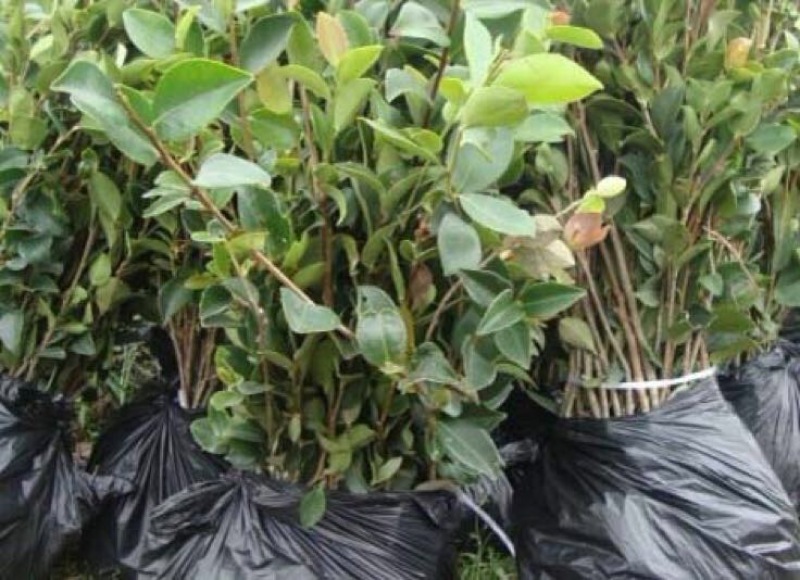 大量供应油茶苗一年生，二年生嫁接裸根苗