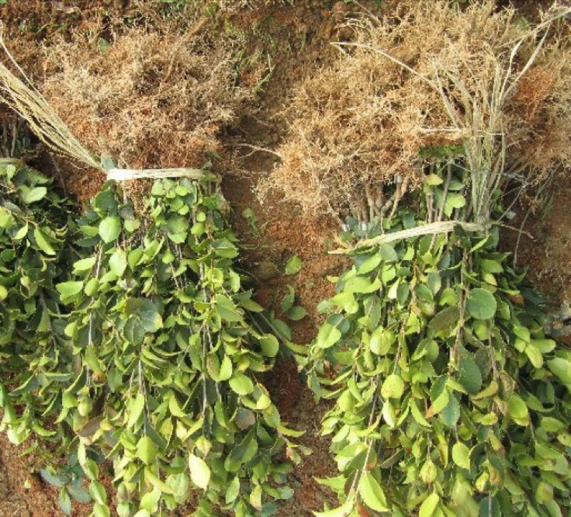 大量供应油茶苗一年生，二年生嫁接裸根苗