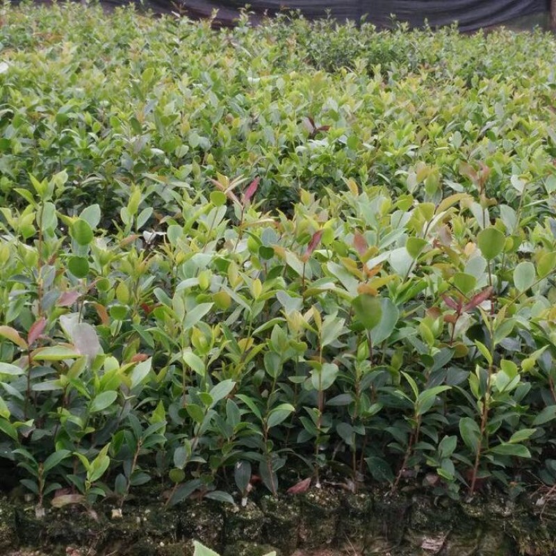 大量供应油茶苗一年生，二年生嫁接裸根苗