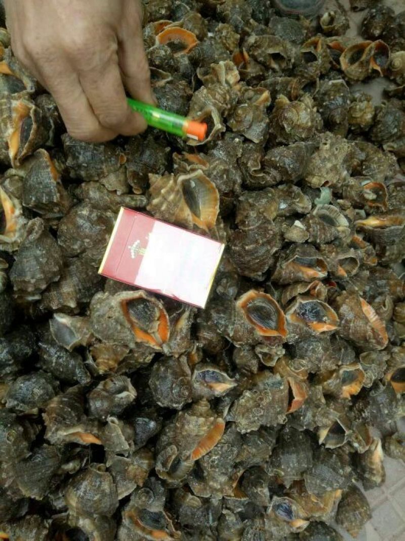 海螺食用鲜活2~5只/kg