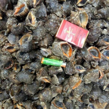 海螺食用鲜活2~5只/kg