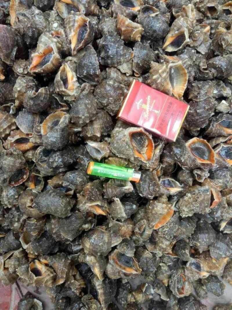 海螺食用鲜活2~5只/kg