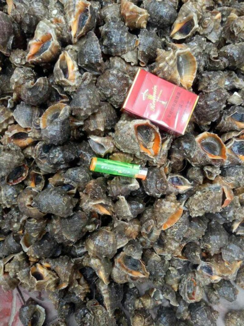 海螺食用鲜活2~5只/kg