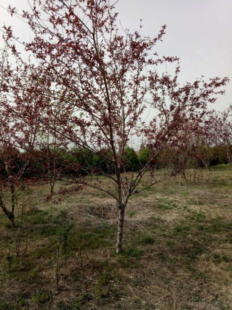 红叶碧桃6~8cm3~3.5米