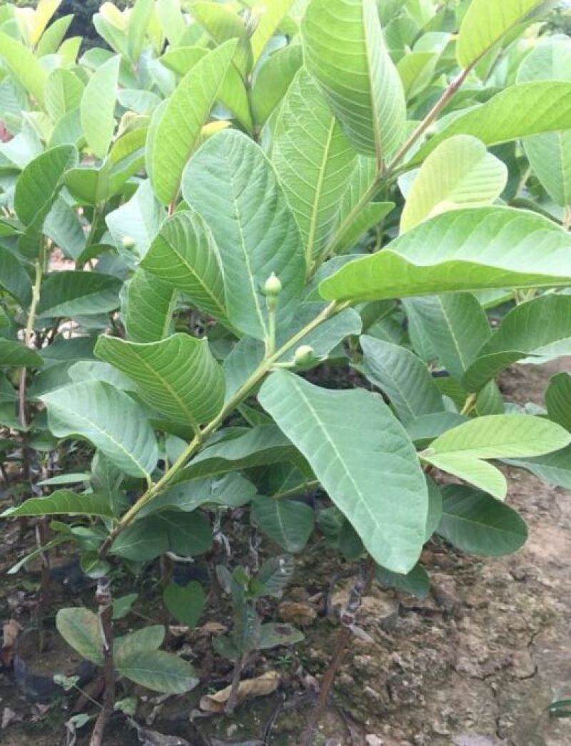 西瓜番石榴苗30~50cm