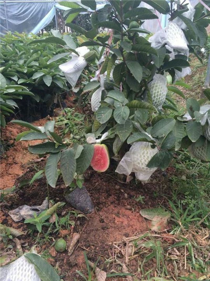 西瓜番石榴苗30~50cm