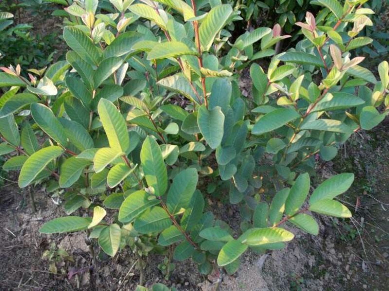 西瓜番石榴苗30~50cm