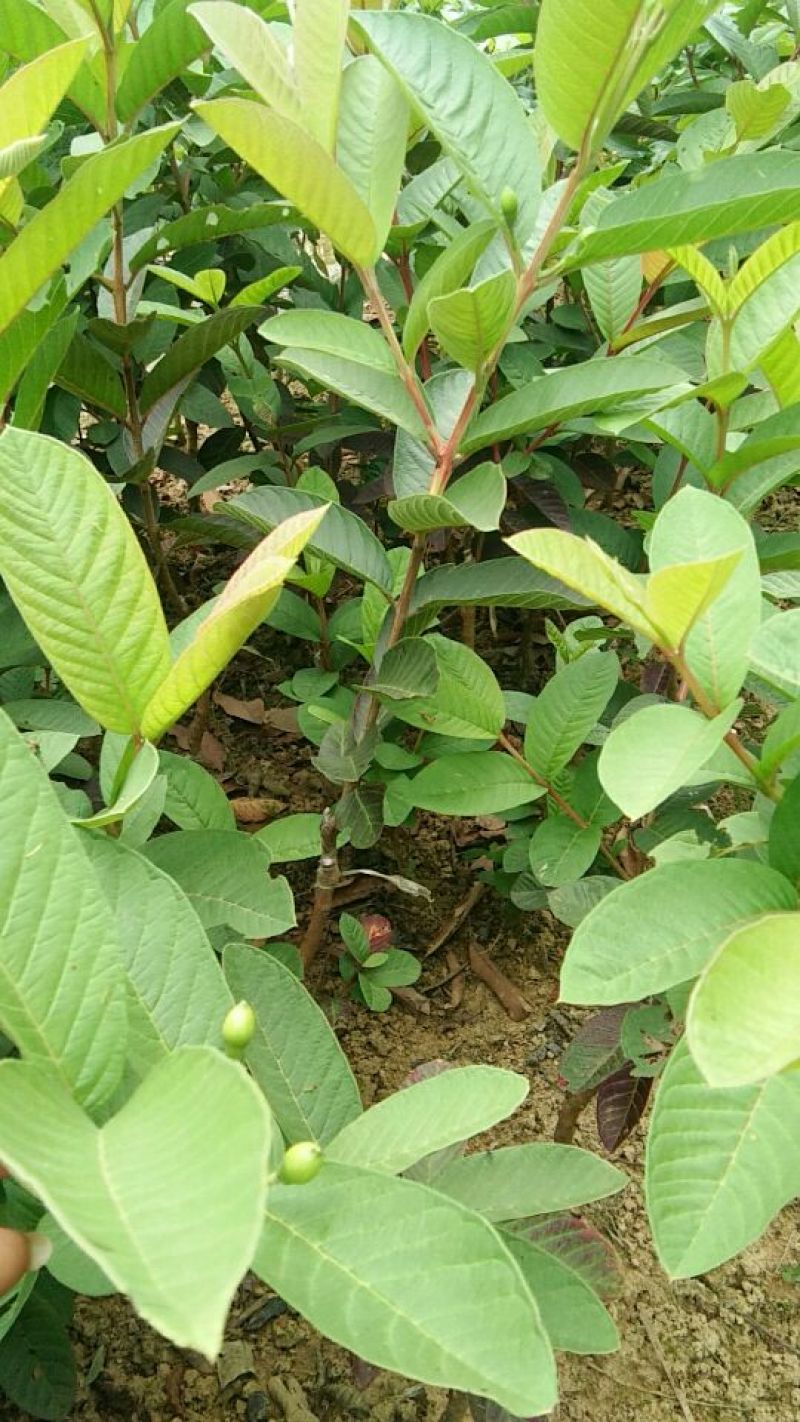 西瓜番石榴苗30~50cm