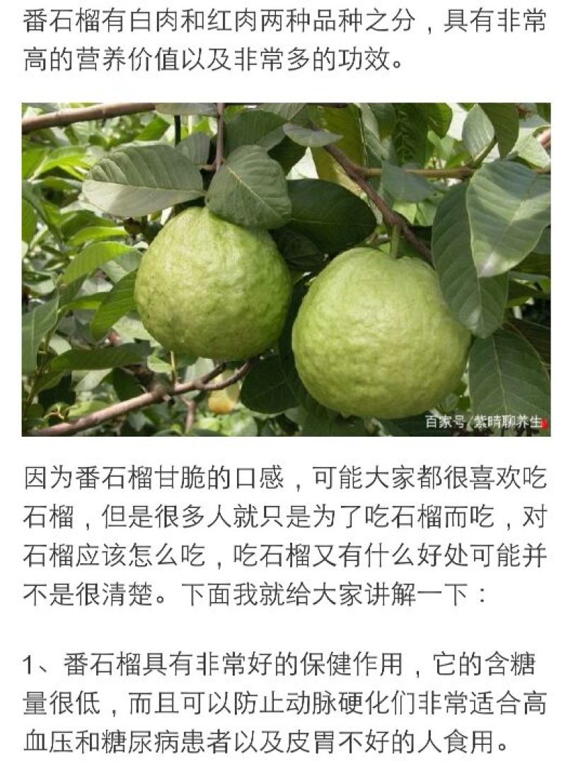西瓜番石榴苗30~50cm