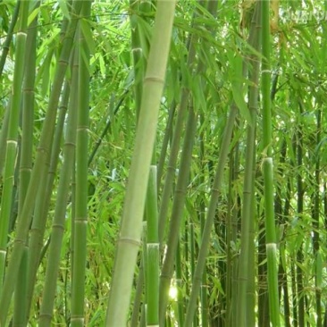 竹子5~6m