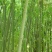 竹子5~6m