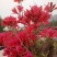 杜鹃花盆景