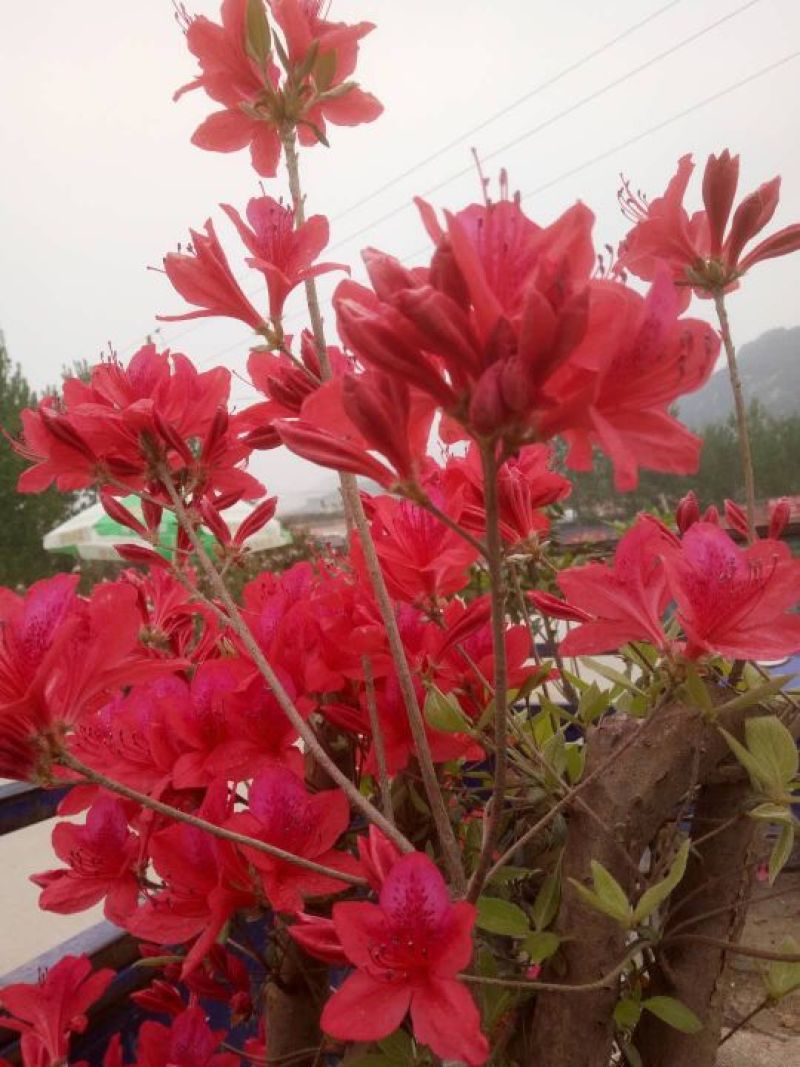 杜鹃花盆景