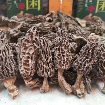 野生羊肚菌一级品