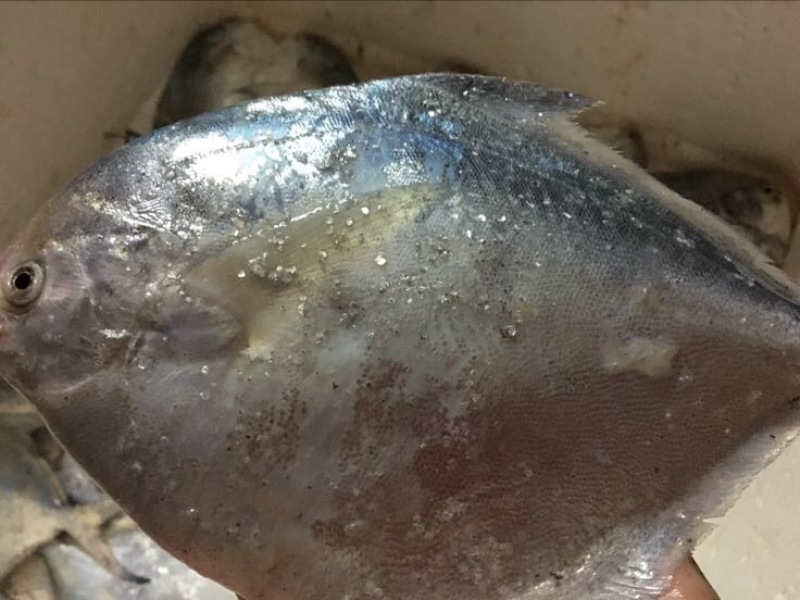 白鲳