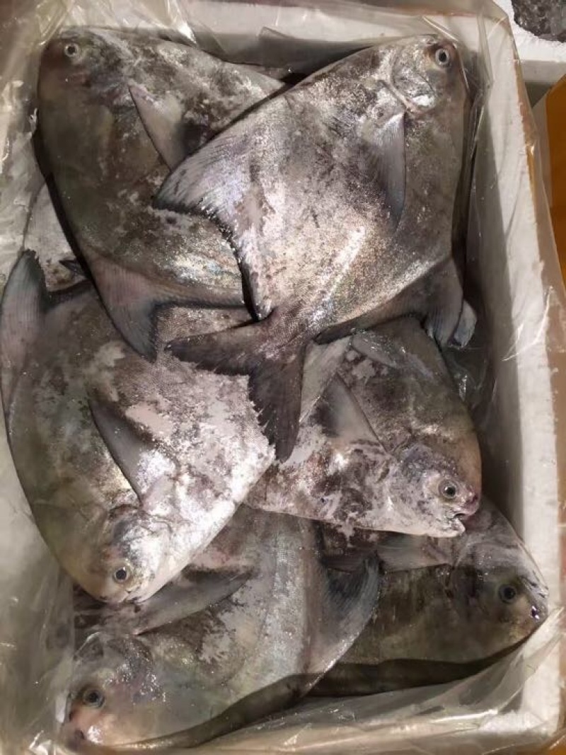 白鲳