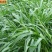 多年生黑麦草种子包发芽五斤包邮，