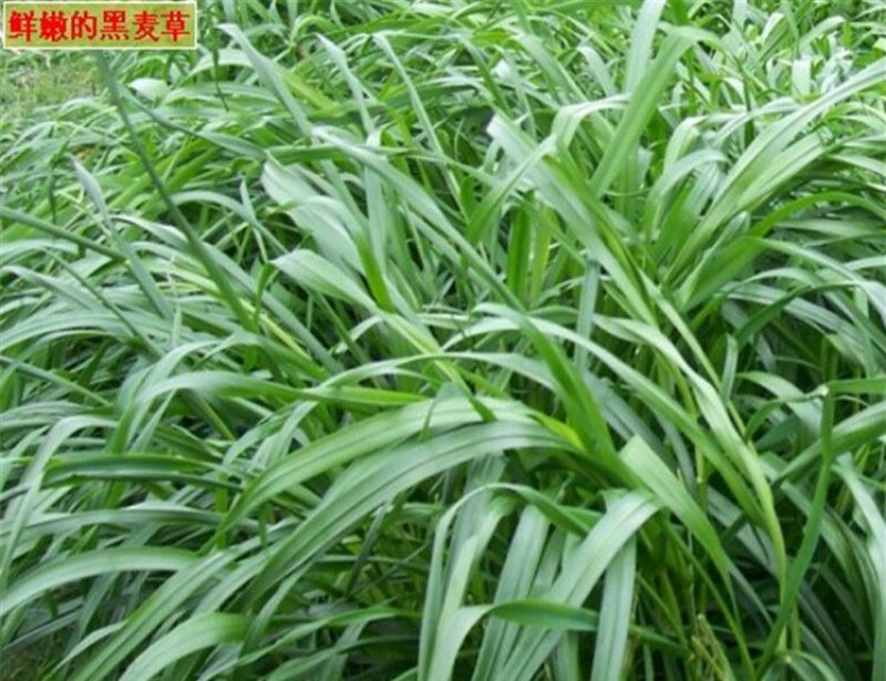 多年生黑麦草种子包发芽五斤包邮，