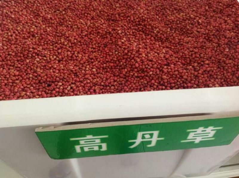 高丹草种子包发芽，五斤包邮