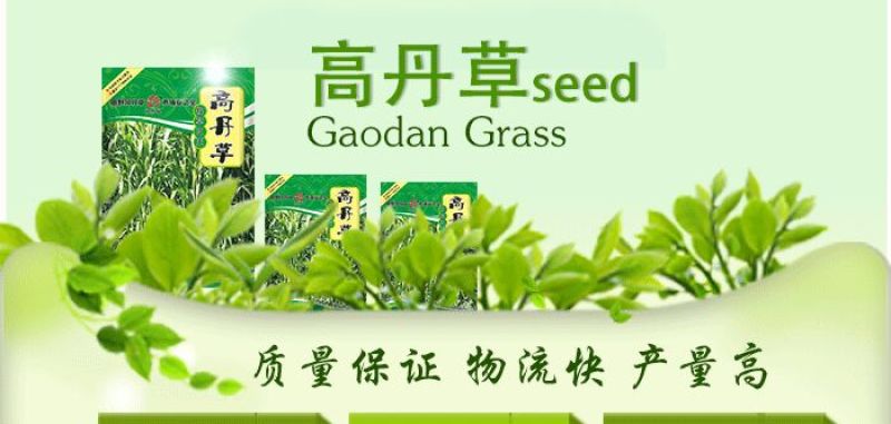 高丹草种子包发芽，五斤包邮