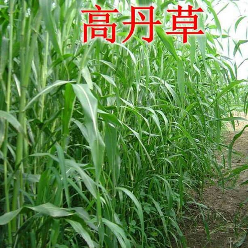 高丹草种子包发芽，五斤包邮