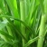 皇竹草种子量大从优，五斤包邮。