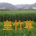 皇竹草种子量大从优，五斤包邮。