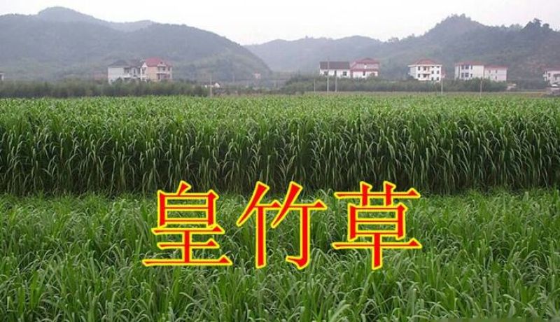 皇竹草种子量大从优，五斤包邮。