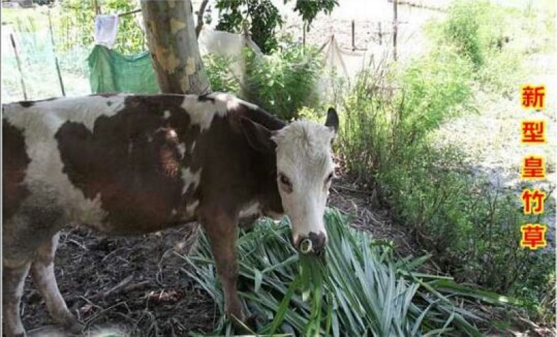 皇竹草种子量大从优，五斤包邮。