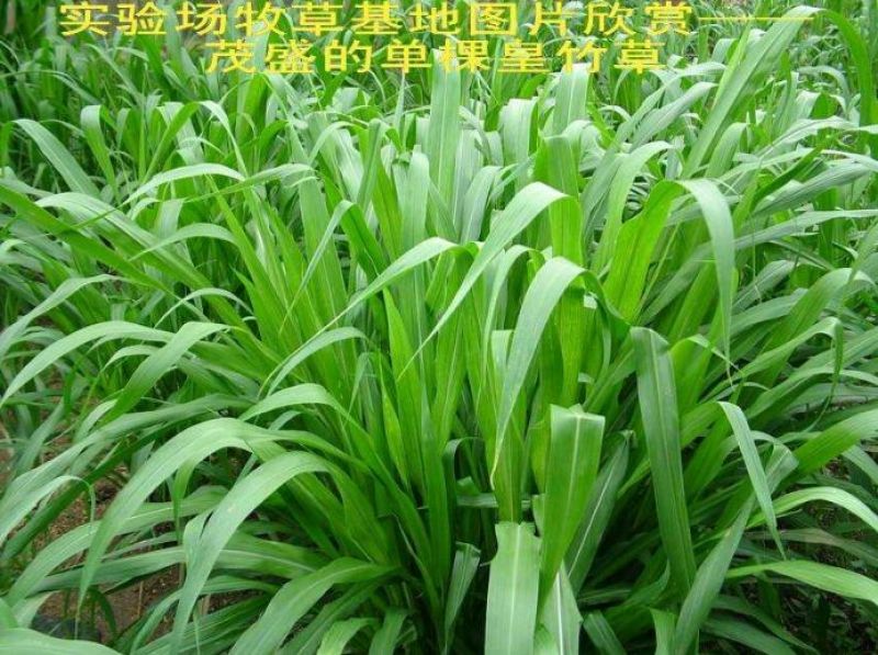 皇竹草种子量大从优，五斤包邮。