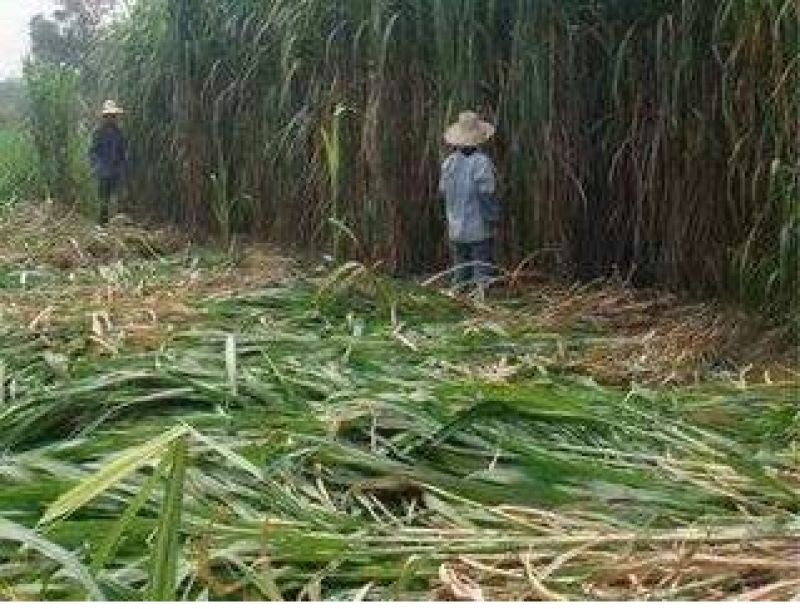甜象草种子包发芽，量大从优
