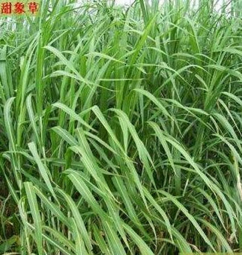 甜象草种子包发芽，量大从优