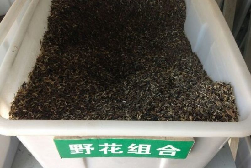 野花组合种子