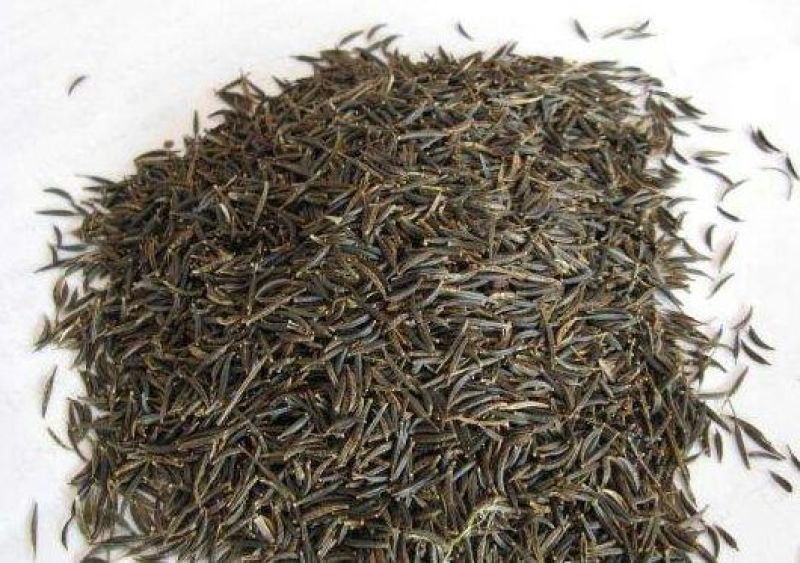 波斯菊种子97%以上