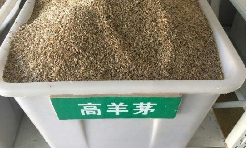 高羊茅草种净籽包发芽，包衣有售，