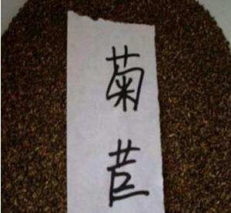 菊苣种子净籽包发芽，成活率高。包邮量大从优