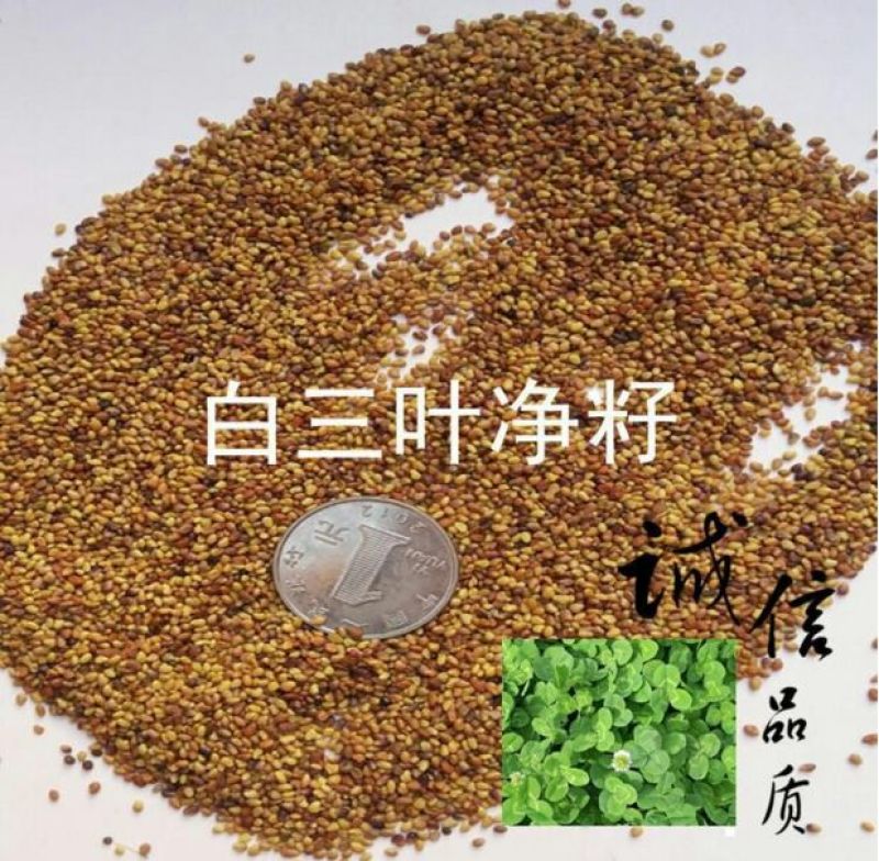 白三叶种子包衣有售。五斤包邮，量大从优