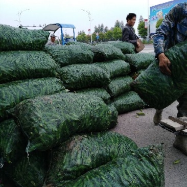 青海原种蚕豆承包种植大户是您选择的合作伙伴