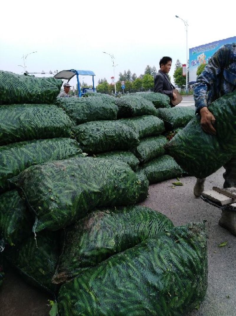 青海原种蚕豆承包种植大户是您选择的合作伙伴