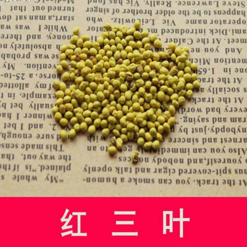 红三叶种子包衣有售，五斤包邮