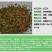 红三叶种子包衣有售，五斤包邮