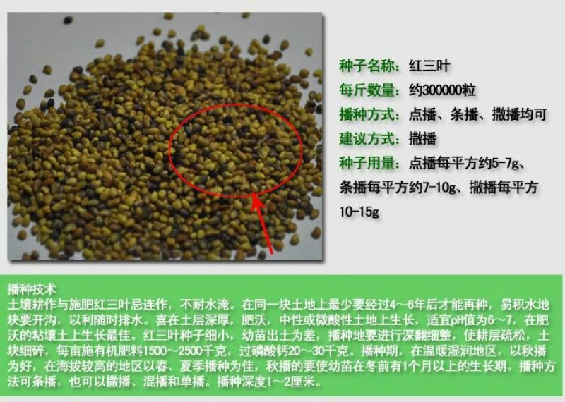 红三叶种子包衣有售，五斤包邮